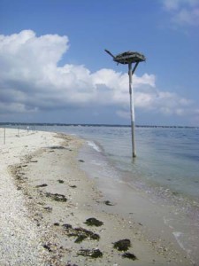 Ospry pole at Cedar Beach, no longer on land
